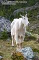 _IGP6631 mountain goat almost smiling